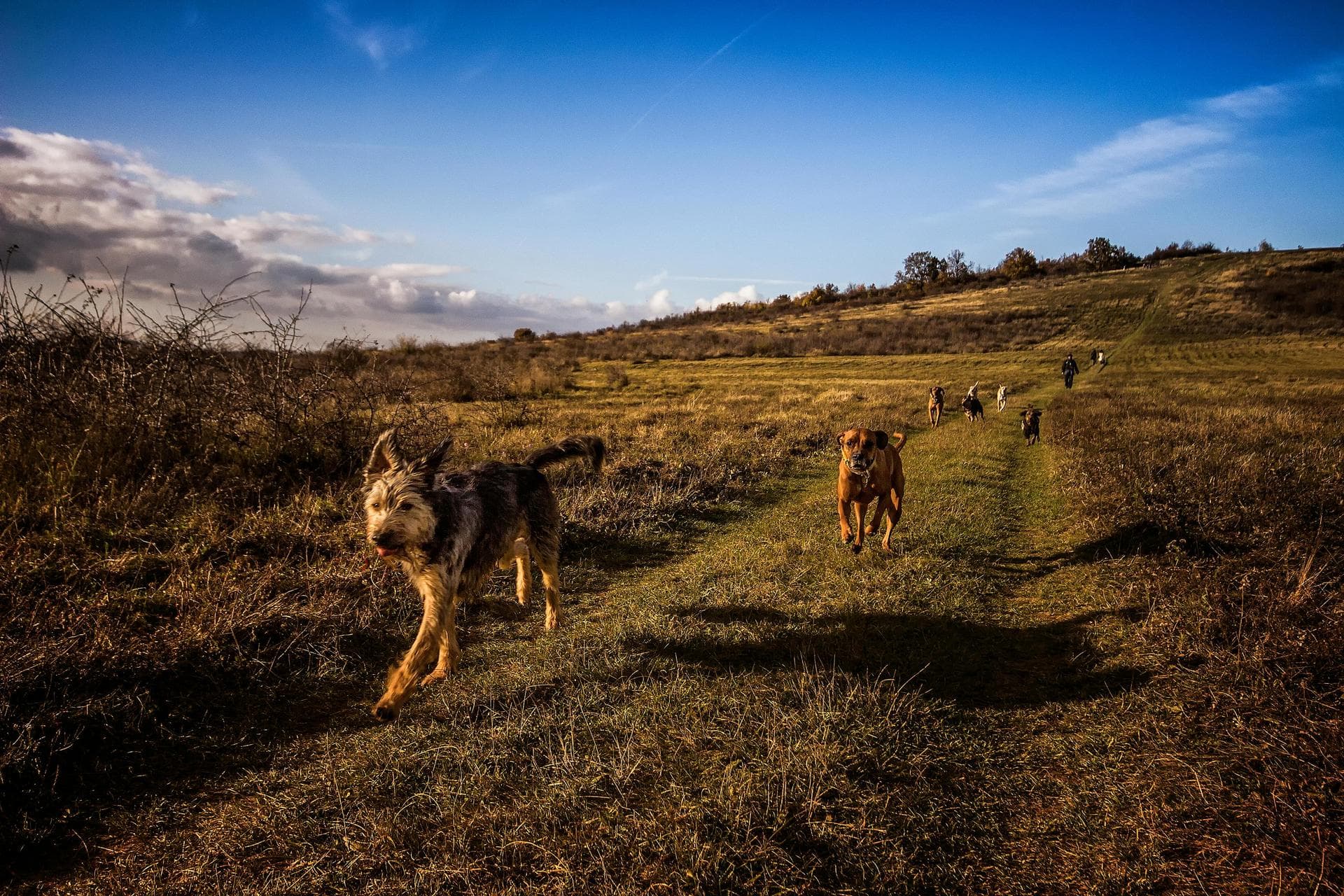 Specialist Vets in Carmel